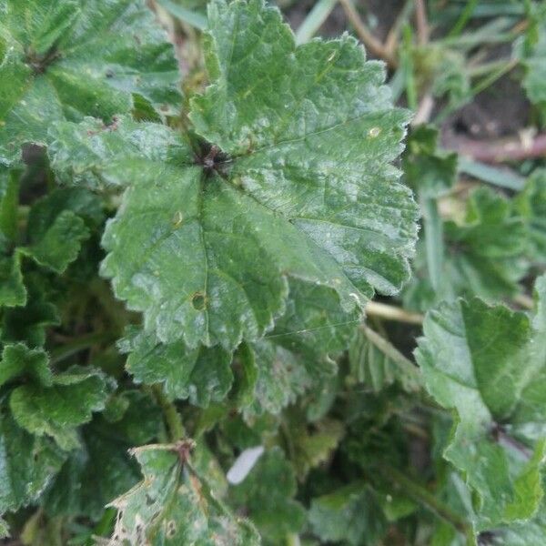 Malva neglecta Folha