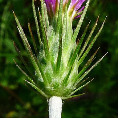 Carduus acicularis Blomma