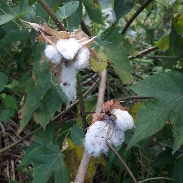 Gossypium hirsutum Gyümölcs