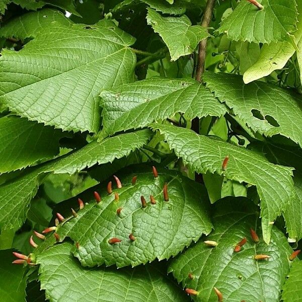 Tilia × europaea Ostatní