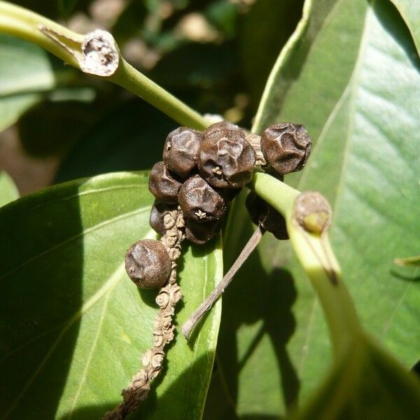 Piper nigrum Fruit