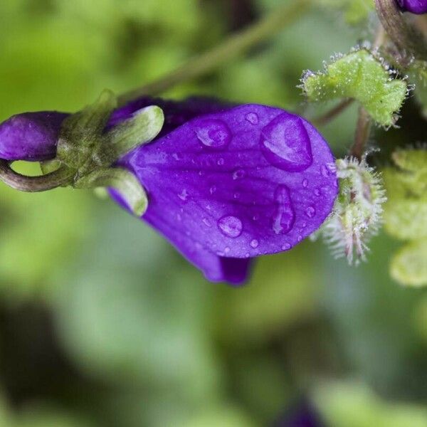 Viola odorata Fiore