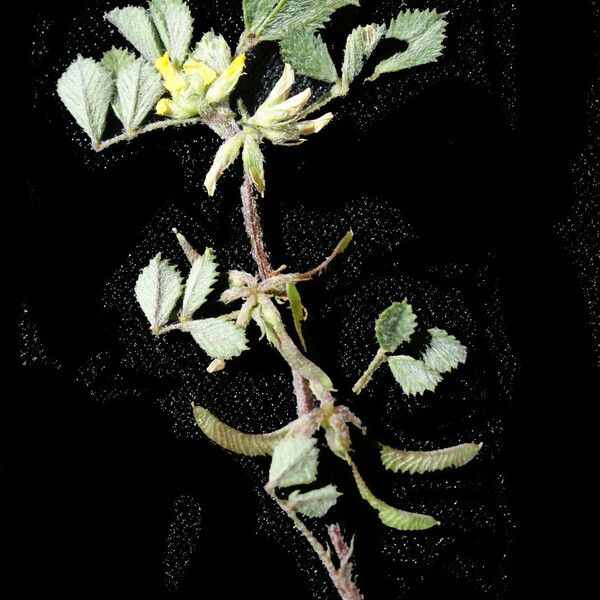 Medicago monspeliaca Habitus