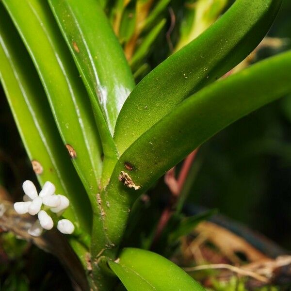 Cleisostoma pacificum Habitus