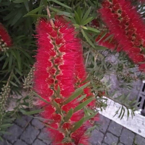 Callistemon citrinus Flor