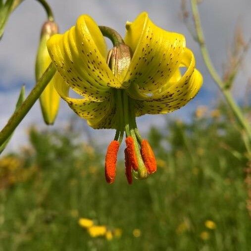 Lilium pyrenaicum Цвят