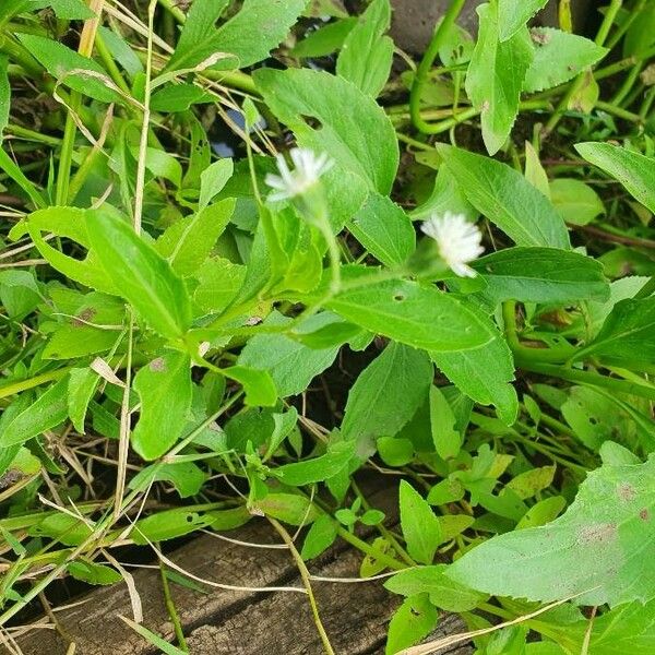 Adenostemma mauritianum Flors