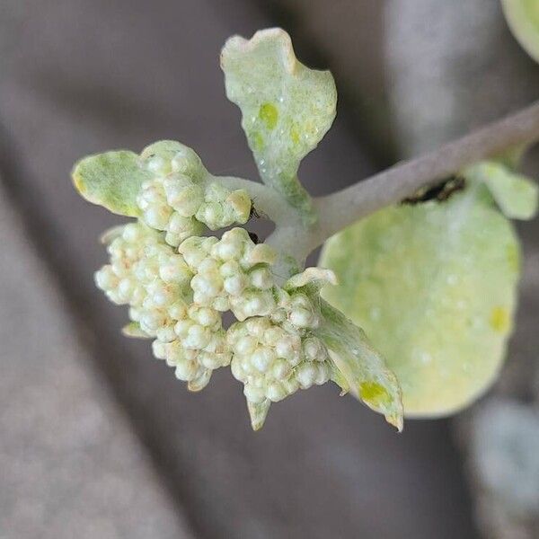 Helichrysum petiolare 花