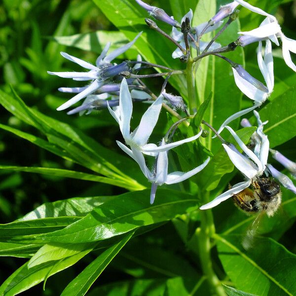 Amsonia tabernaemontana Flor