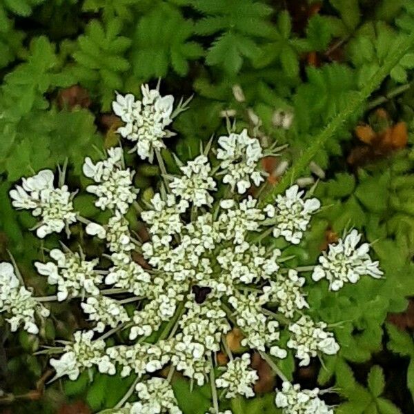 Ammi majus Flower