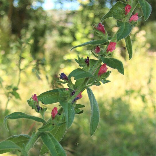 Echium rosulatum Fleur