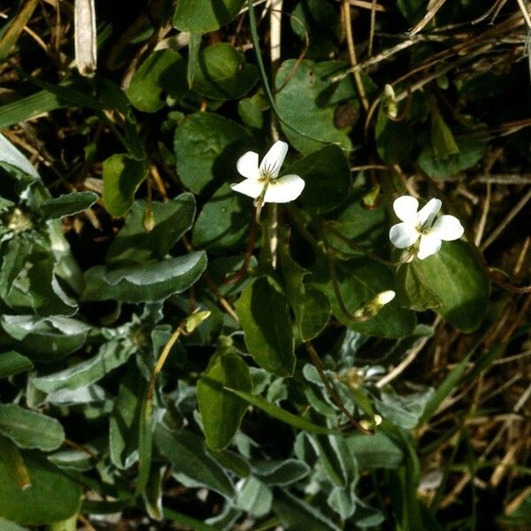 Viola sagittata Habitatea