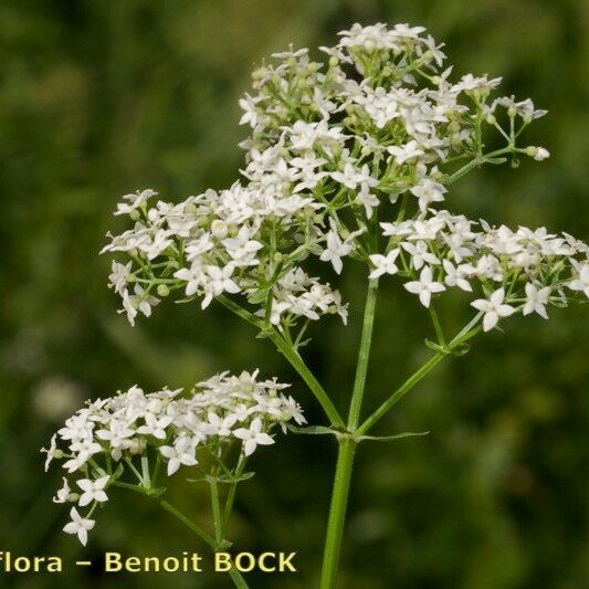 Galium rubioides Virág