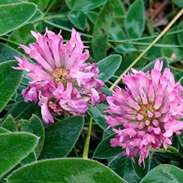 Trifolium medium 花