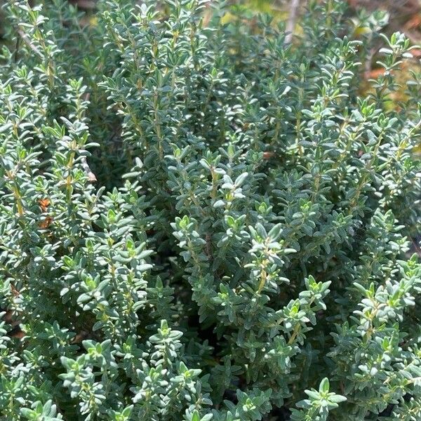 Thymus vulgaris Blad