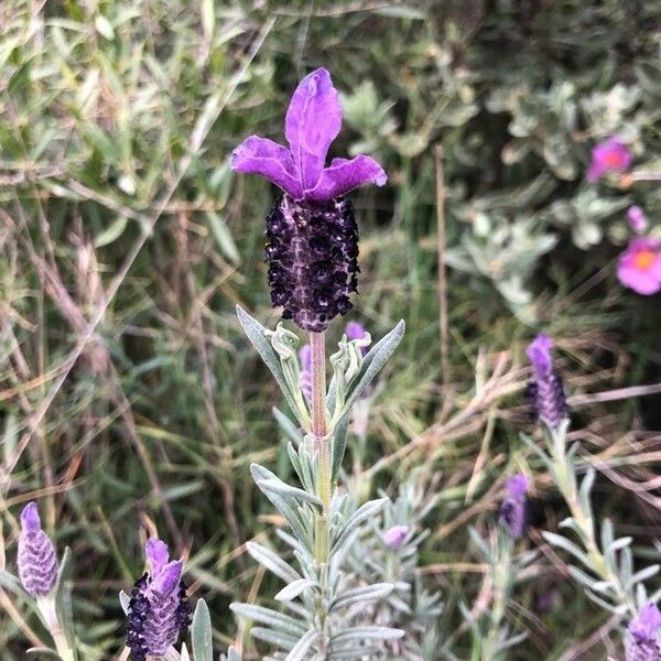 Lavandula stoechas Flower