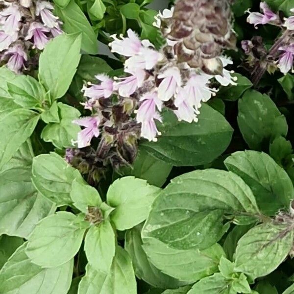 Ocimum kilimandscharicum Habit