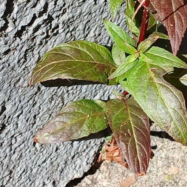 Epilobium montanum Fulla