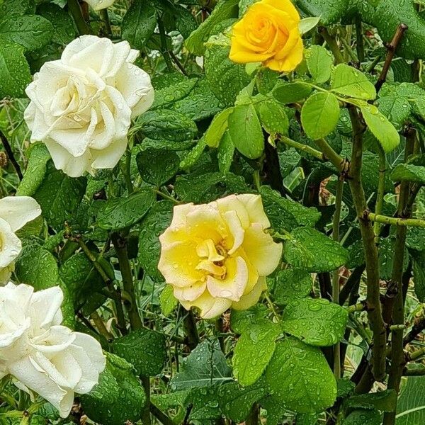 Rosa banksiae Flor