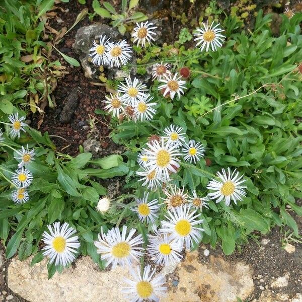 Erigeron glabellus Fleur