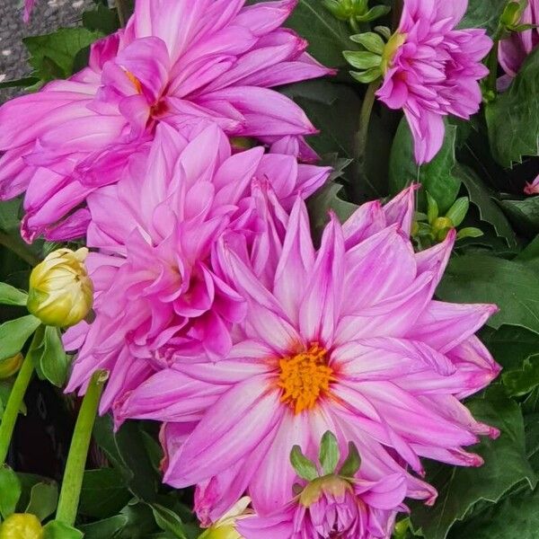 Dahlia pinnata 花