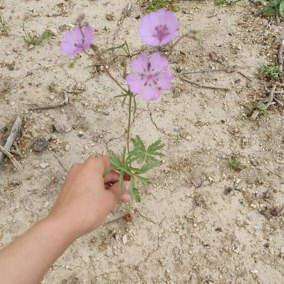 Geranium tuberosum Rusca