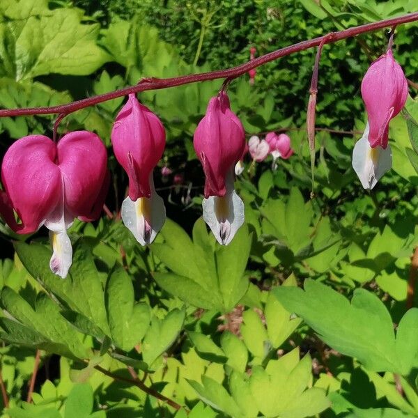 Lamprocapnos spectabilis Kukka