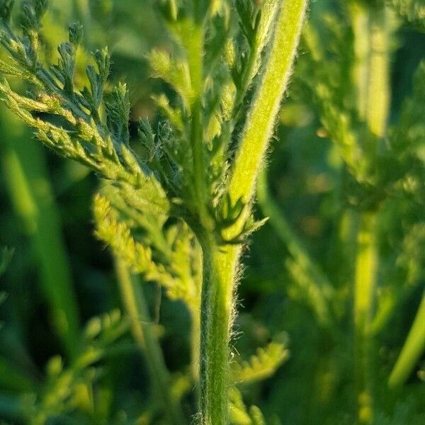 Achillea nobilis 樹皮