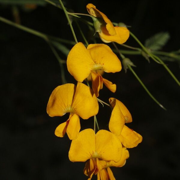 Sesbania herbacea 花