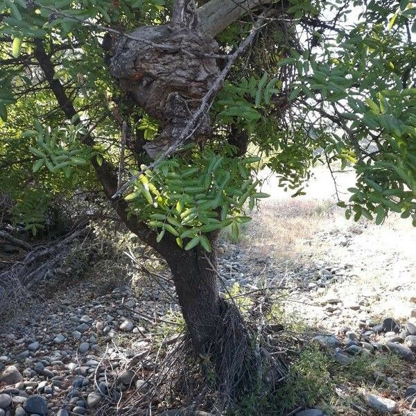 Juglans californica Folio