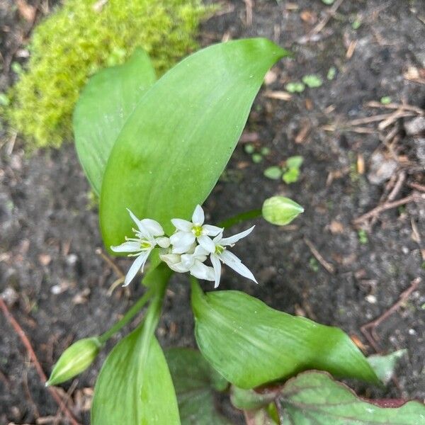 Allium ursinum Blomst