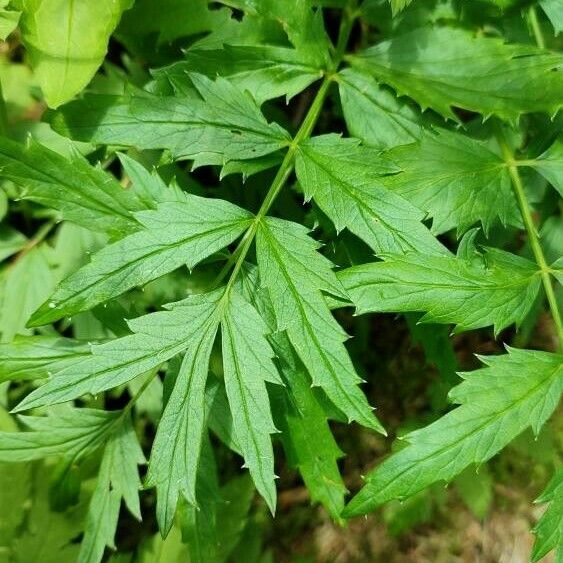 Pimpinella major Blad