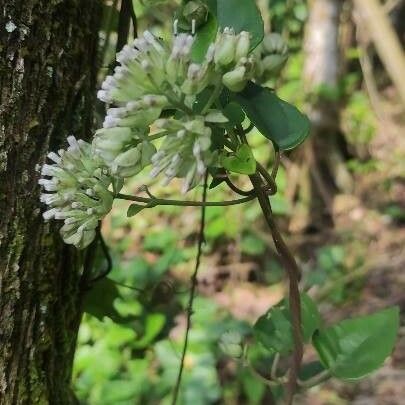 Mikania scandens Flors