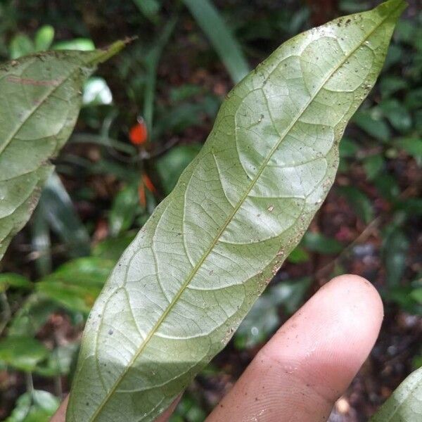 Connarus fasciculatus Лист