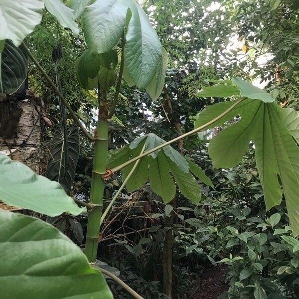 Cecropia peltata Leaf