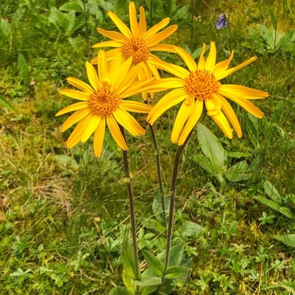 Arnica montana Lorea