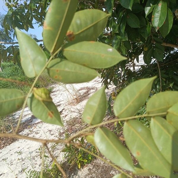 Pterocarpus santalinoides ഇല