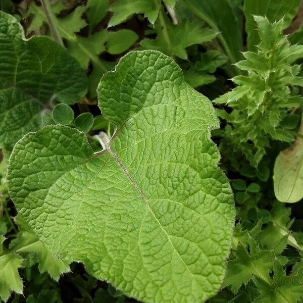 Arctium nemorosum Hoja