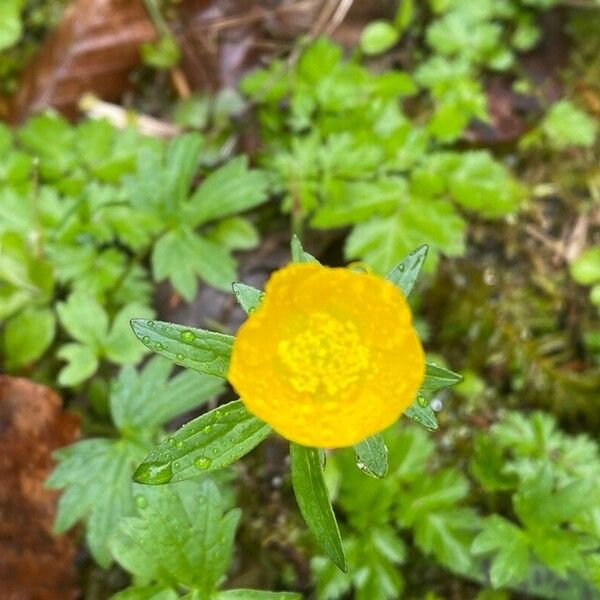 Ranunculus montanus फूल