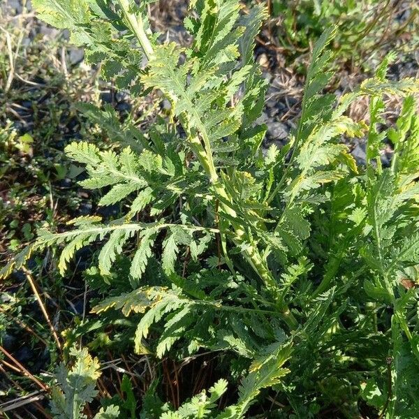 Achillea filipendulina 葉