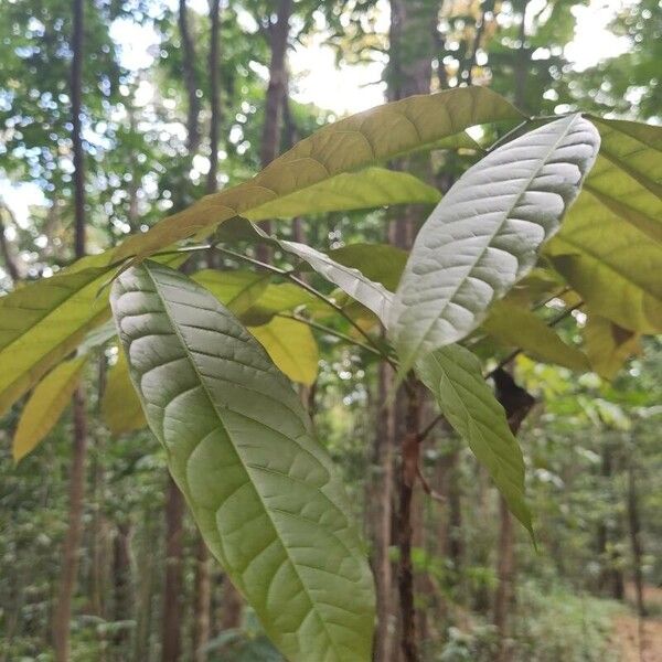 Swietenia macrophylla ᱥᱟᱠᱟᱢ