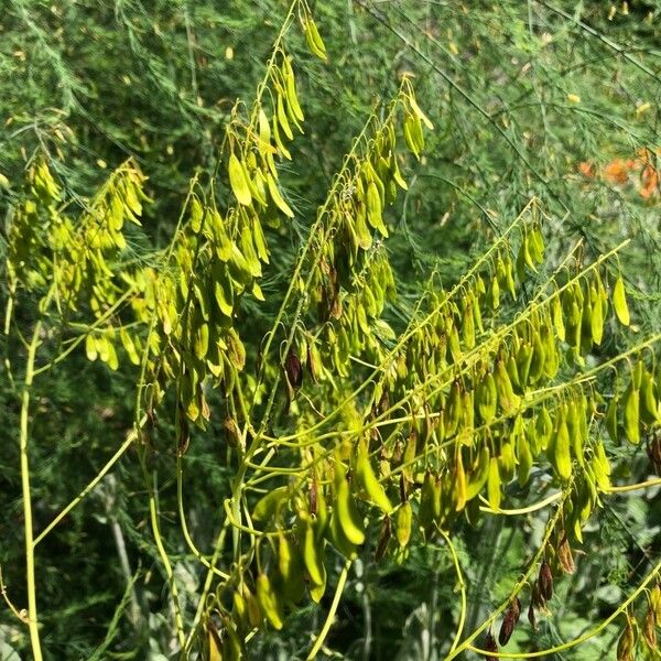 Isatis tinctoria Плод