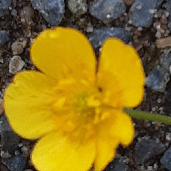 Ranunculus repens Fleur