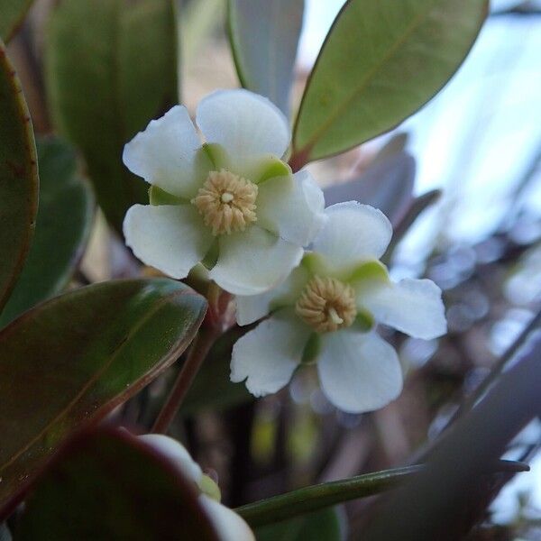 Uromyrtus emarginata Žiedas