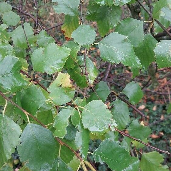 Betula nigra 葉