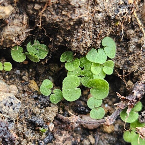 Dichondra micrantha Folha