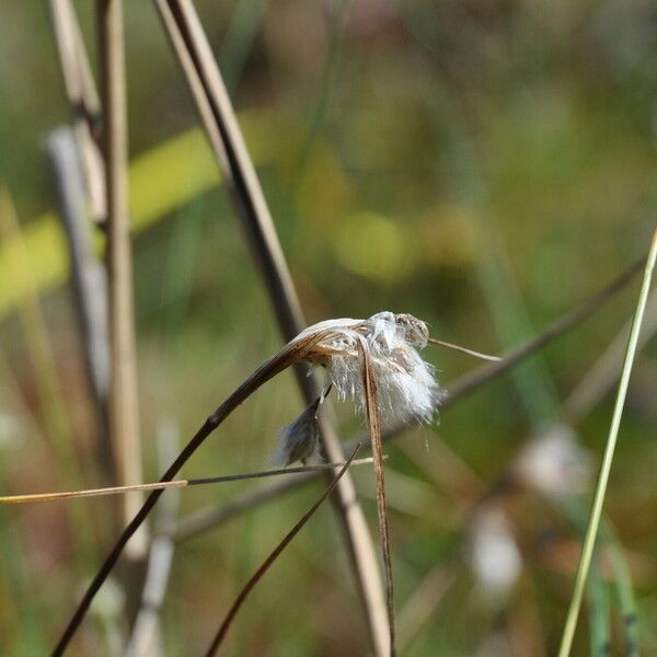 Rhynchospora alba ᱵᱟᱦᱟ