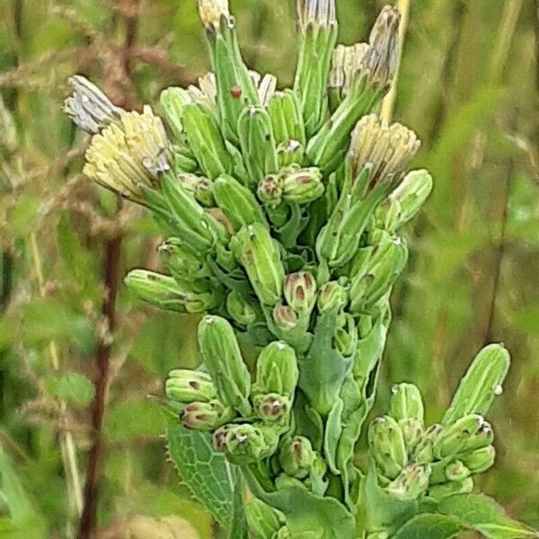 Lactuca serriola Квітка