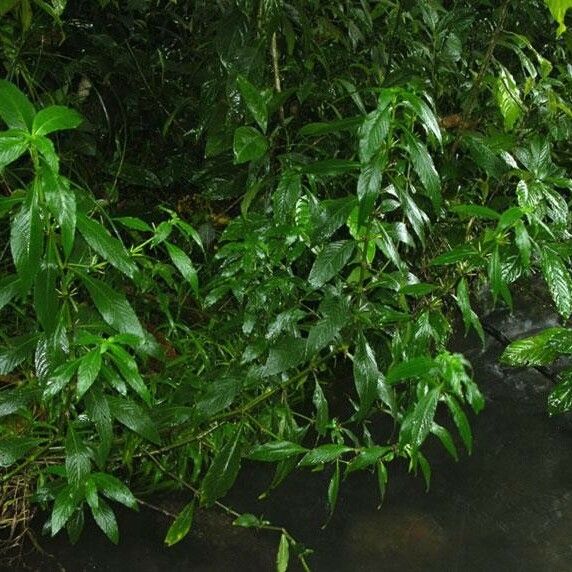 Hygrophila costata Costuma