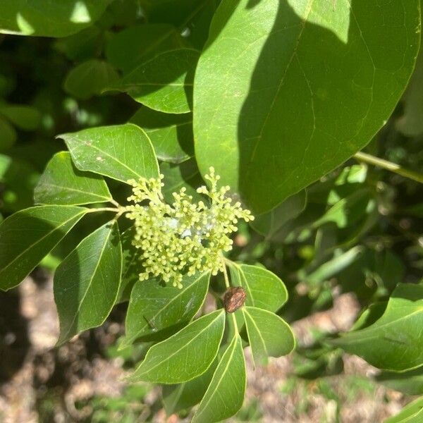 Amyris elemifera Floro